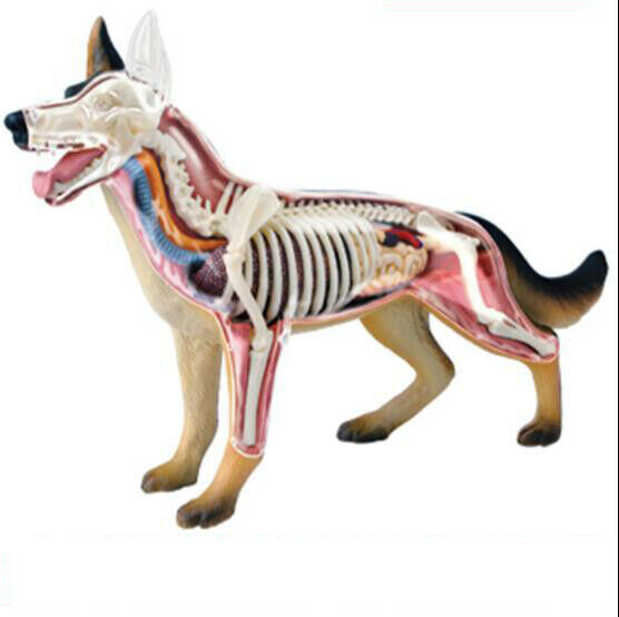 4D Master German Shepard Dog Visceral Bone Anatomy Group Assembly Training Model
