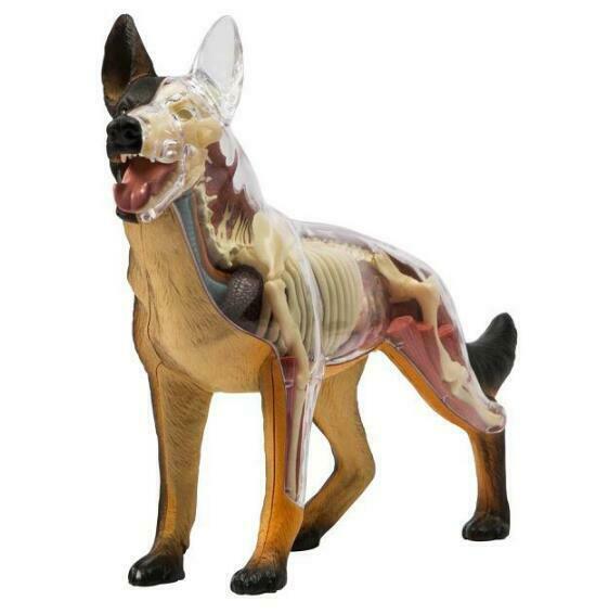 
                  
                    4D Master German Shepard Dog Visceral Bone Anatomy Group Assembly Training Model
                  
                