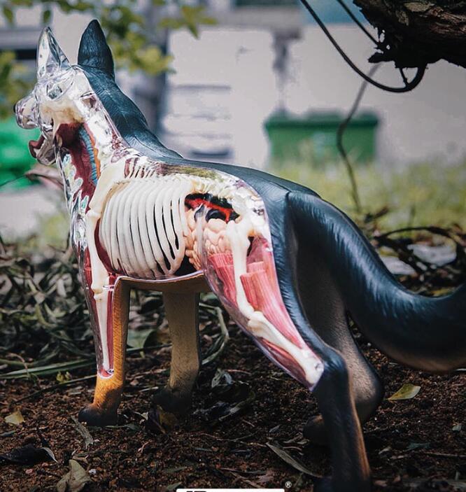 
                  
                    Veterinary 4D Dog Anatomical Model
                  
                