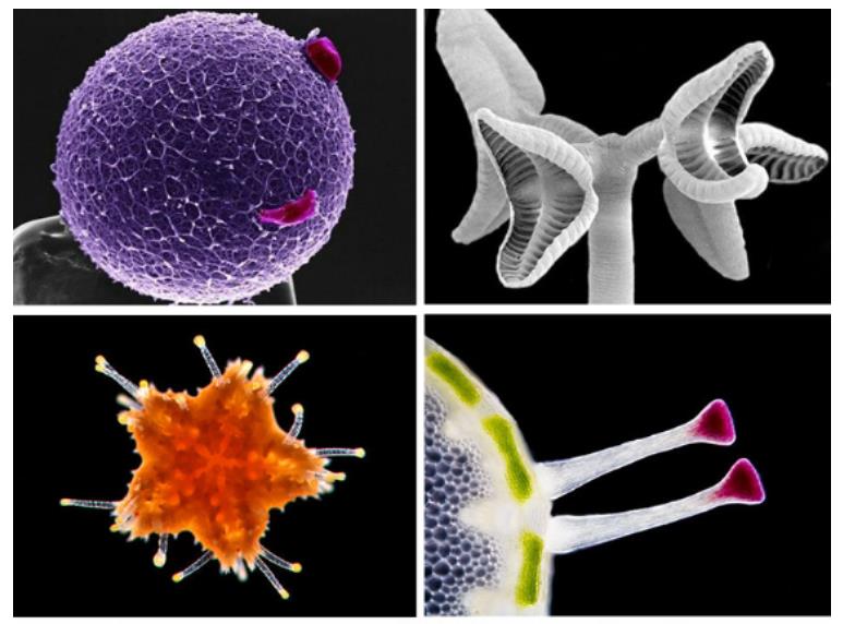 
                  
                    Binocular Polarizing Veterinary Microscope
                  
                