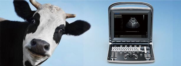 
                  
                    Alimentato a Batteria Bovina, Equino, Veterinario Portatile Ultrasuoni Macchina,
                  
                