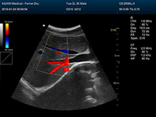 
                  
                    Affordable Large Animal Veterinary Color Doppler Ultrasound & Rectal Probe
                  
                