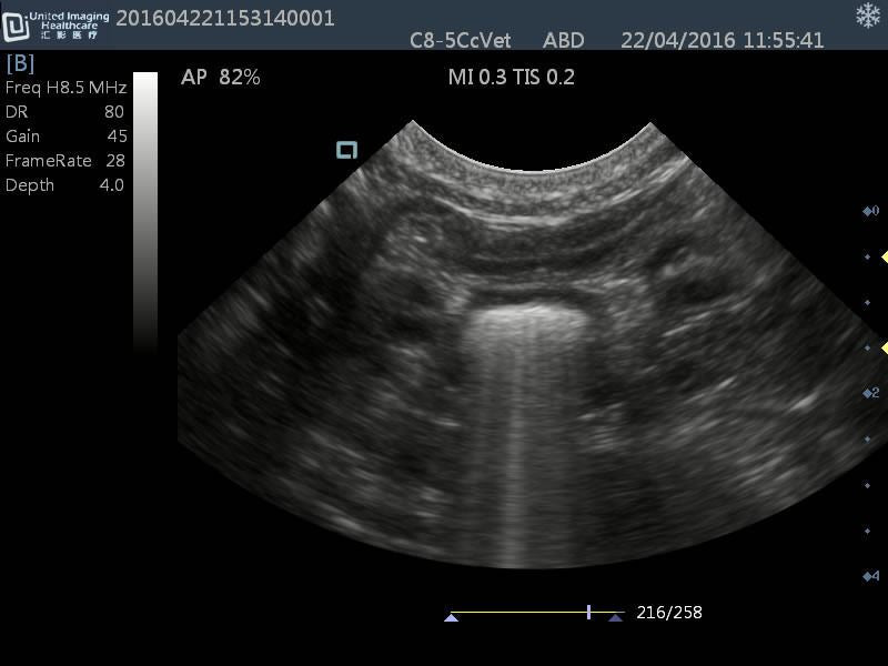 
                  
                    Quality DP30 Veterinary Ultrasound 12" Screen & Rectal Probe, 50L60EAV
                  
                