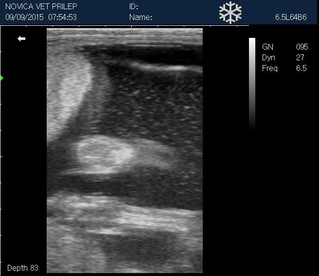 
                  
                    Veterinary Small Animal Ultrasound Scanner, Micro-Convex Probe 5-8Mhz USA seller
                  
                