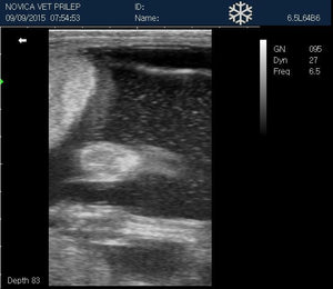 
                  
                    Veterinary Small Animal Ultrasound Scanner, Micro-Convex Probe 5-8Mhz USA seller
                  
                