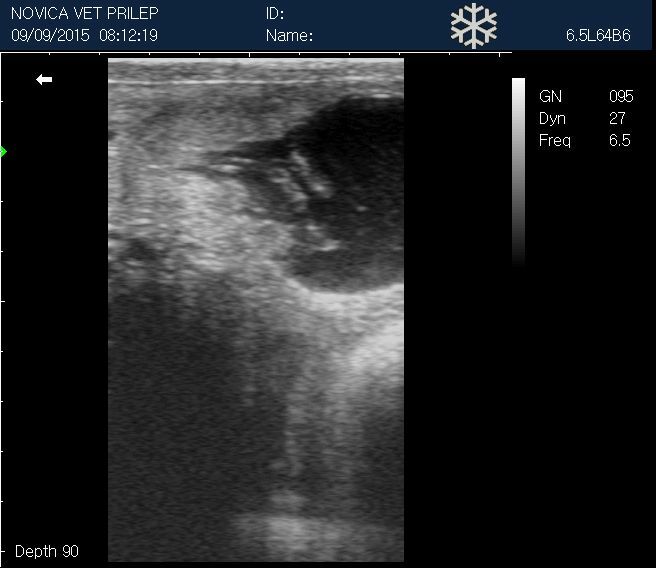 
                  
                    Veterinary Small Animal Ultrasound Scanner, Micro-Convex Probe 5-8Mhz USA seller
                  
                