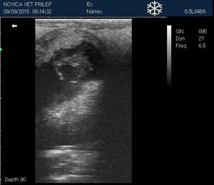 
                  
                    Veterinary Small Animal Ultrasound Scanner, Micro-Convex Probe 5-8Mhz USA seller
                  
                