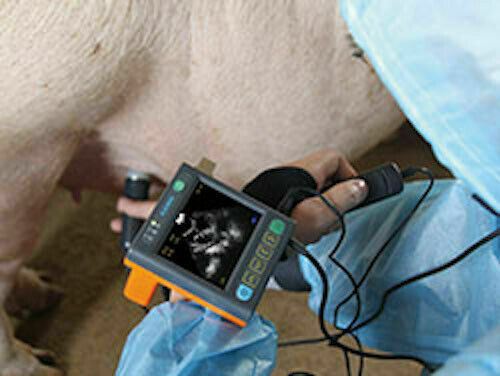 
                  
                    Pregnancy&fat thickness Veterinary Ultrasound MSU-3vet Goats, Pigs and Sheep
                  
                