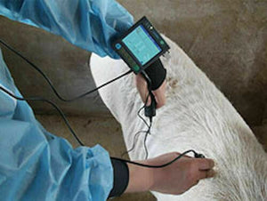 
                  
                    Pregnancy&fat thickness Veterinary Ultrasound MSU-3vet Goats, Pigs and Sheep
                  
                