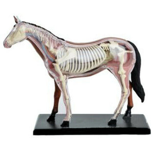 
                  
                    4D Master Horse Anatomy Model Organ Skeleton Veterinary Science Teaching Puzzle
                  
                