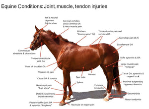 
                  
                    KM-20 Equine Cold Laser Therapy Unit for Horses Pain Relief Veterinary
                  
                