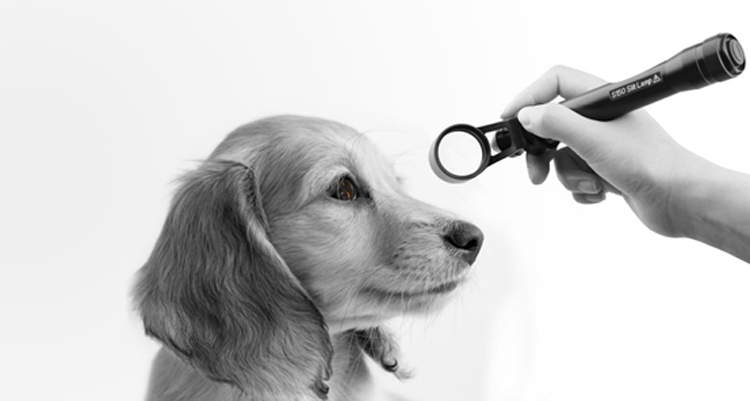 
                  
                    Animals Hospitals Portable Veterinary Equipment Slit Lamp | KeeboVet
                  
                
