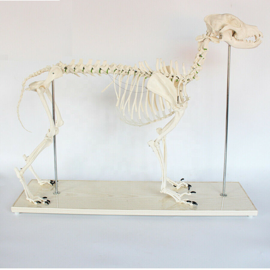 Veterinary medicine Biology Teaching Animal Big Dog Canine Skeleton Model