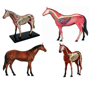 
                  
                    4D Master Horse Anatomy Model Organ Skeleton Veterinary Science Teaching Puzzle
                  
                