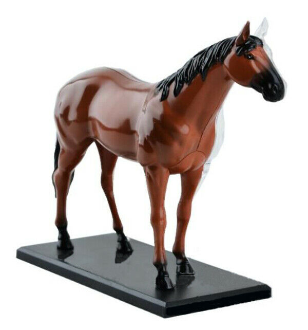 
                  
                    4D Master Horse Anatomy Model Organ Skeleton Veterinary Science Teaching Puzzle
                  
                