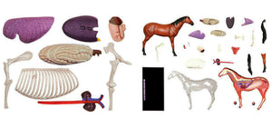 
                  
                    4D Master Horse Anatomy Model Organ Skeleton Veterinary Science Teaching Puzzle
                  
                