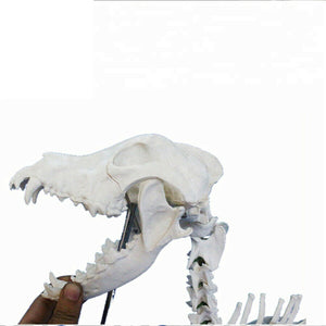 
                  
                    Veterinary medicine Biology Teaching Animal Big Dog Canine Skeleton Model
                  
                