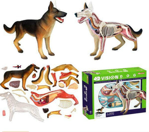 
                  
                    4D Master German Shepard Dog Visceral Bone Anatomy Group Assembly Training Model
                  
                