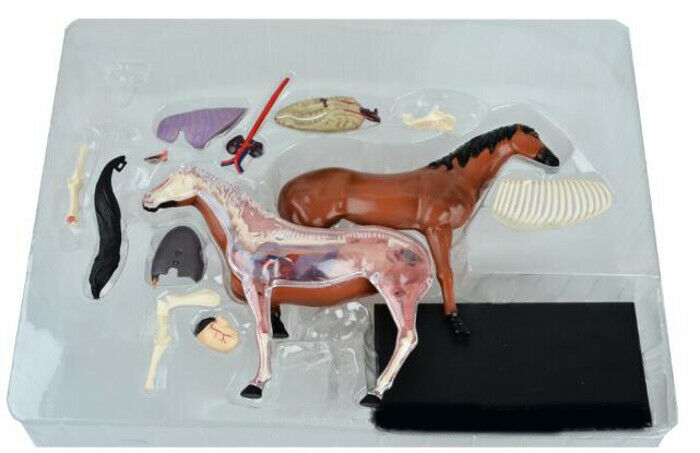 
                  
                    4D Master Horse Anatomy Model Organ Skeleton Veterinary Science Teaching Puzzle
                  
                