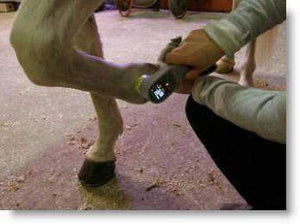 
                  
                    Equine  Laser Cold Therapy KM-20
                  
                