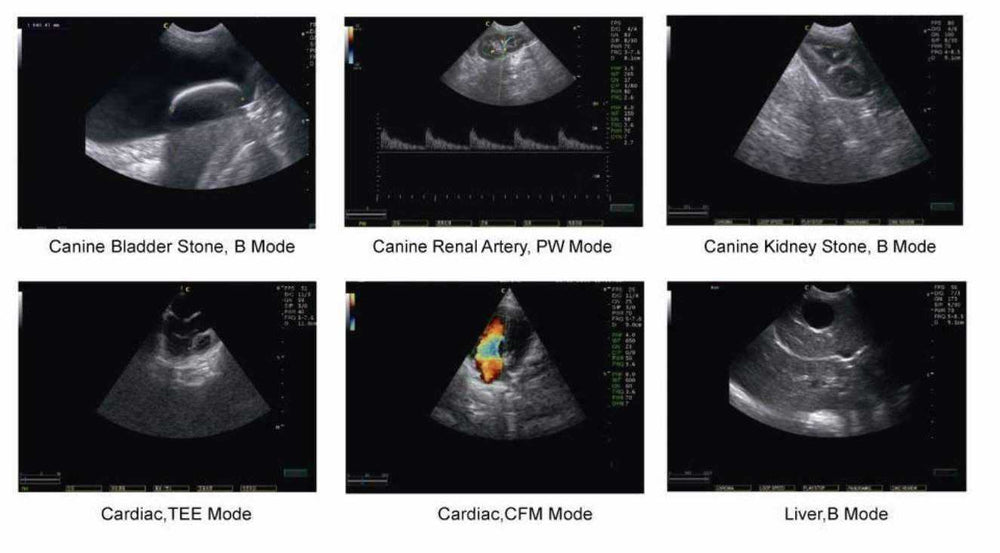 
                  
                    Chison Q6Vet Color Doppler Veterinary Ultrasound | KeeboMed
                  
                