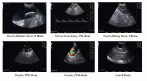 
                  
                    Chison Q6Vet Color Doppler Veterinary Ultrasound | KeeboMed
                  
                
